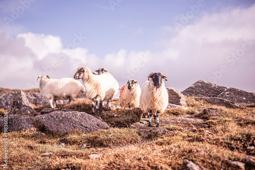 Mouton à tête noire
