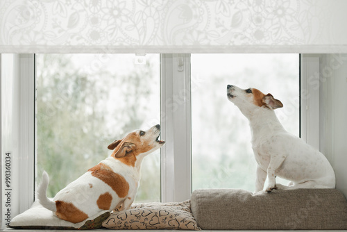 Two dogs in an window, howling, guarding and barking at what they see outside. Sad with out owner.