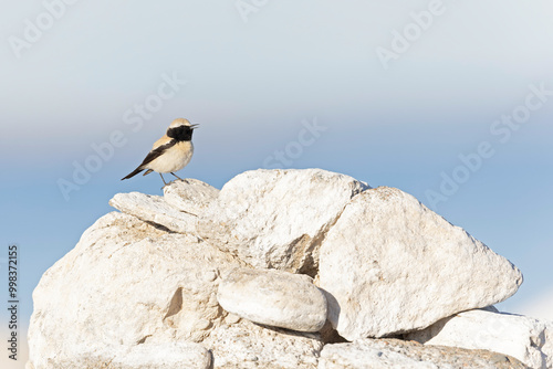 Εκτύπωση καμβά A desert wheatear (Oenanthe deserti) perched on a pile of rocks.