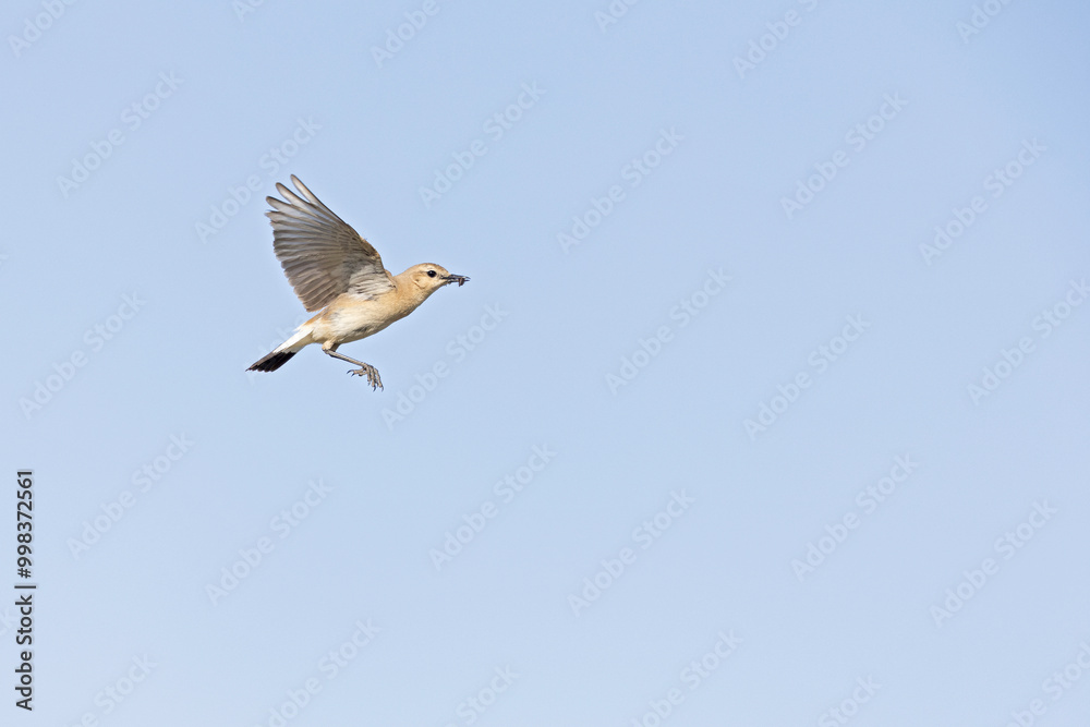 Obraz premium An isabelline wheatear (Oenanthe isabellina) in flight.
