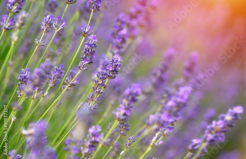 Vibrant Field of Lavender Sways Gently in Warm Sunlight During Serene Summer Evening