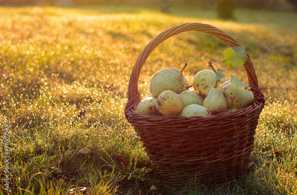 Top view of pears in basket, autumn, Czech republic. Top view of pears in basket, autumn, Czech republic.
