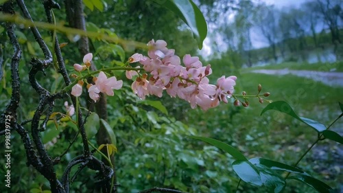 Derris trifoliata flower in the mangroves forest. photo