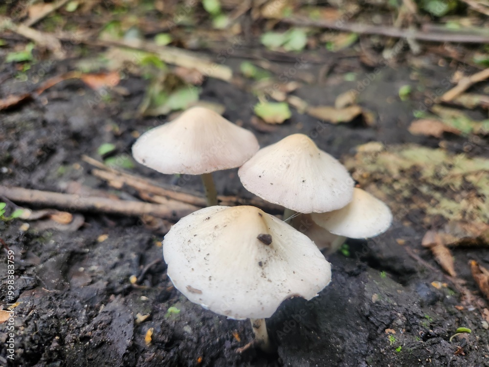 mushrooms in the forest mushrooms in the forest