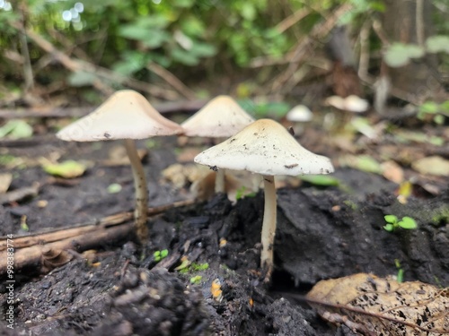 mushroom in the forest