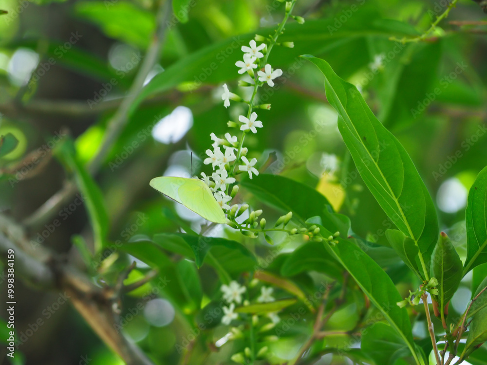 Florida fiddlewood white flowers in the garden during the rainy season Florida fiddlewood white flowers in the garden during the rainy season