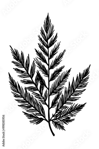 Leaves . Black and white botanical pattern. For use in graphics, materials. Abstract plant shapes. Minimalist illustration for printing on wall decorations.