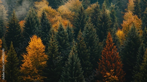 Picture a pine forest in early autumn, with the leaves starting to change color.