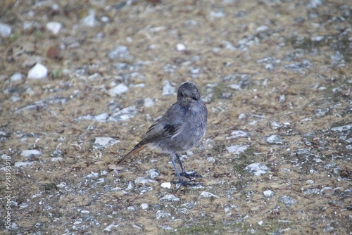 ave rabirruivo preto  -  Phoenicurus ochruros photo