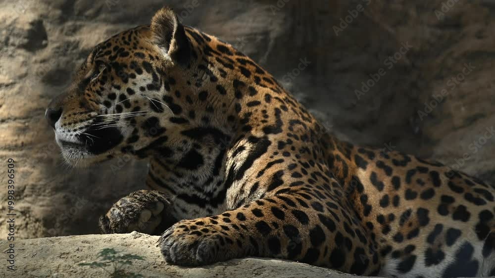 Beautiful rare young jaguar or leopard enjoy warmth of morning sun as he lounge on rocky cliffs surrounded by breathtaking wildlife scenery. 4k High Quality Raw Cinematic Slow motion wildlife video Beautiful rare young jaguar or leopard enjoy warmth of morning sun as he lounge on rocky cliffs surrounded by breathtaking wildlife scenery. 4k High Quality Raw Cinematic Slow motion wildlife video