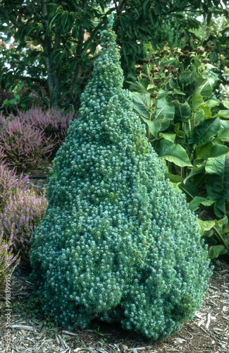 Vászonkép Picea glauca 'Sander's blue' , Epinette blanche