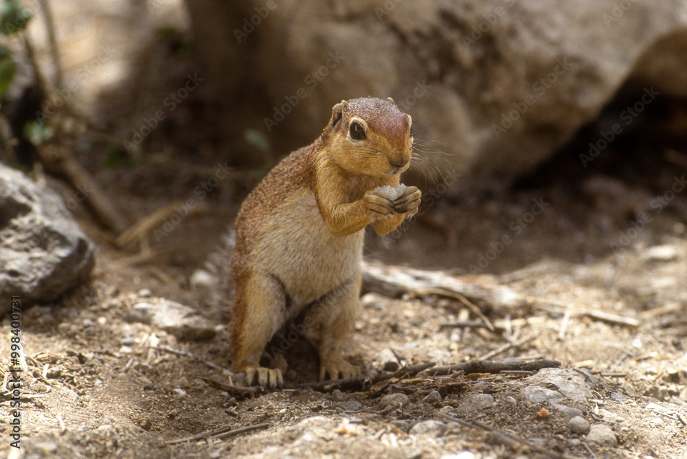 Obraz premium Spermophile, Citellus townsendi, Kenya
