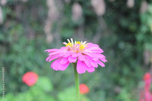 Zinnia haageana Regel or Zinnia elegans flowers