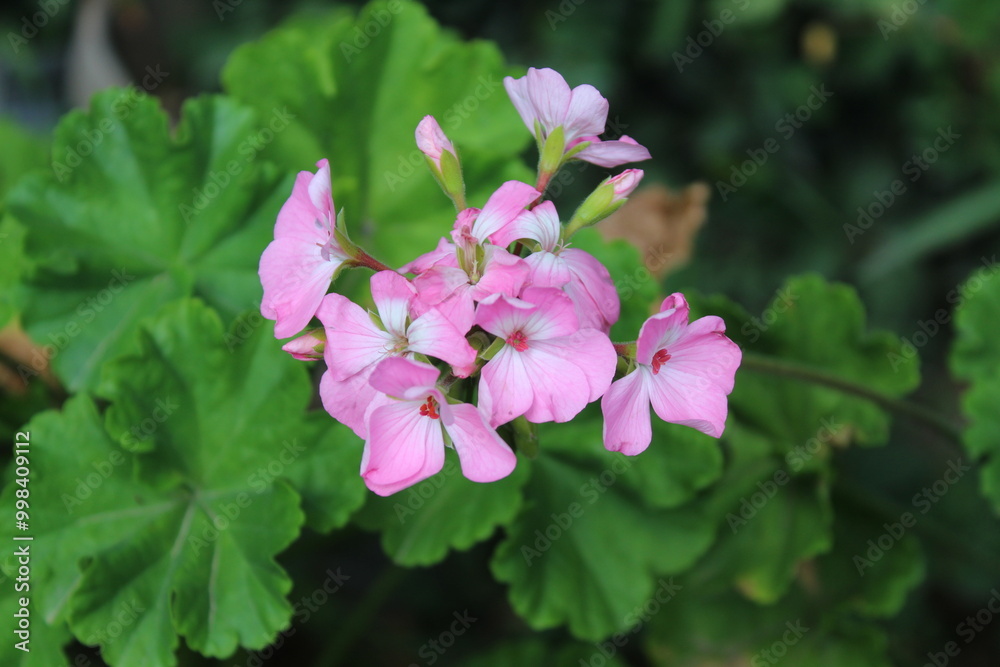 Geranium or pelargonium beautiful flowers in a summer garden Geranium or pelargonium beautiful flowers in a summer garden
