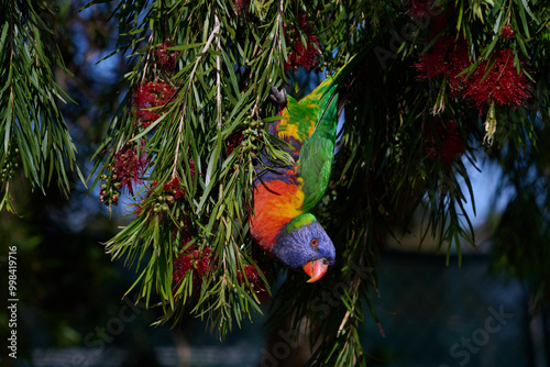 Side view of a rainbow lorikeet hanging upside down from a callistemon tree, the parrot's colourful feathers shining brightly in the sunlight photo