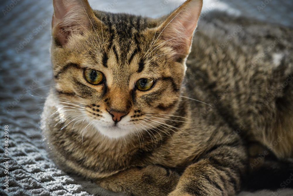 Cat Cat