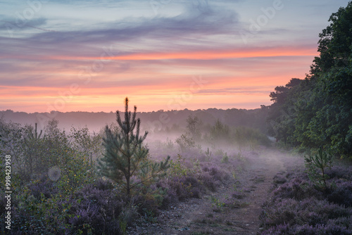 Westleton Heath Sunrise photo