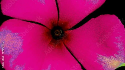 Rotation of red flowers on transparent background