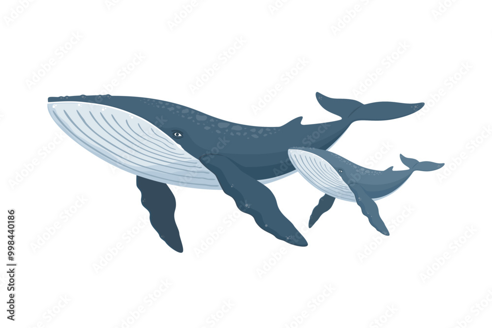 Fototapeta premium Swimming whale with baby whale, Cartoon sea and ocean animals, Cute giant blue aquatic mammal with fins and tail, Diving underwater humpback whale, wild nature and marine wildlife vector illustration.
