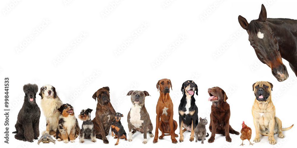 group of bigs dogs in panoramic banner isolated on white . space for text group of bigs dogs in panoramic banner isolated on white . space for text