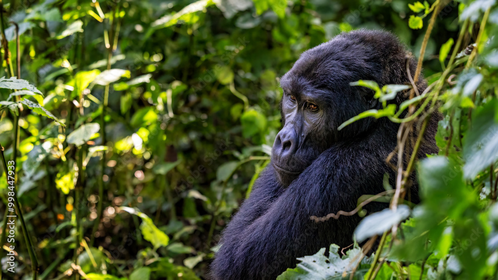 Adult gorilla, gorilla beringei beringei, sitting in the lush shrubs of the Bwindi Inpenetrable Forest, a World Heritage site. Endangered species. Adult gorilla, gorilla beringei beringei, sitting in the lush shrubs of the Bwindi Inpenetrable Forest, a World Heritage site. Endangered species.