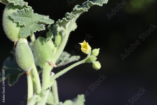 fruits, leaves and flower of ecballium elaterium photo