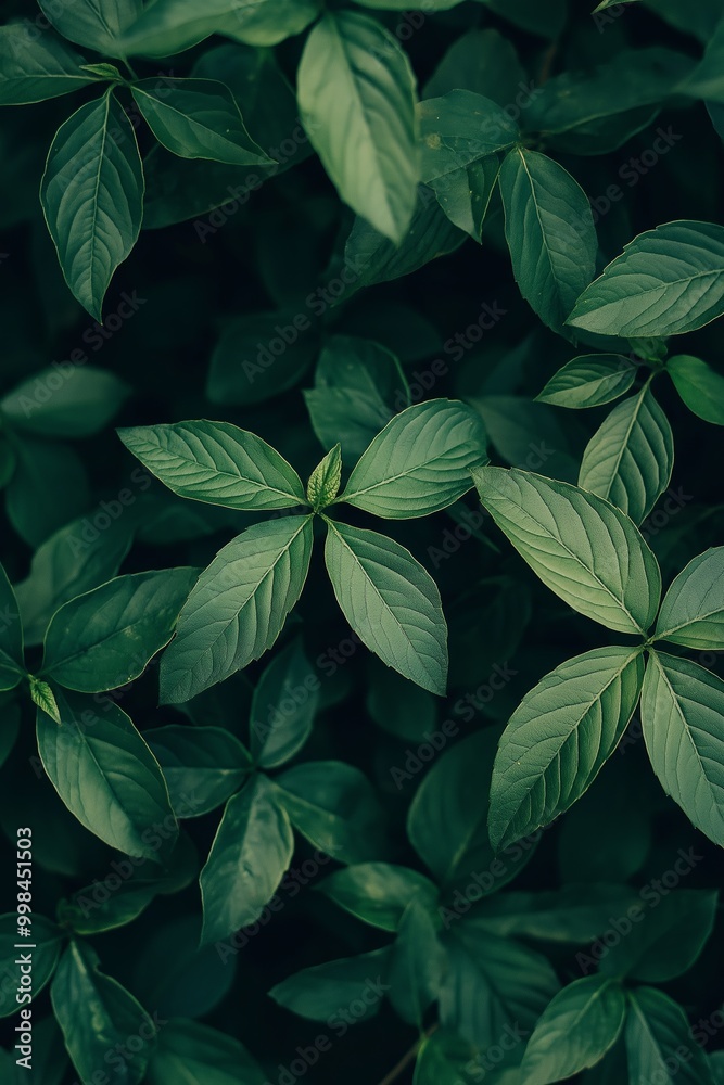 Vivid dark green leaves arranged densely in a plant, creating a rich and lush foliage representing natural beauty. Vivid dark green leaves arranged densely in a plant, creating a rich and lush foliage representing natural beauty.