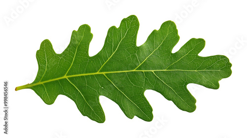 Single oak leaf with visible veins and lobed edges image isolated transparent. Botanical oakleaf cut out photo png. Nature, environment, seasonal theme cutout element object photography