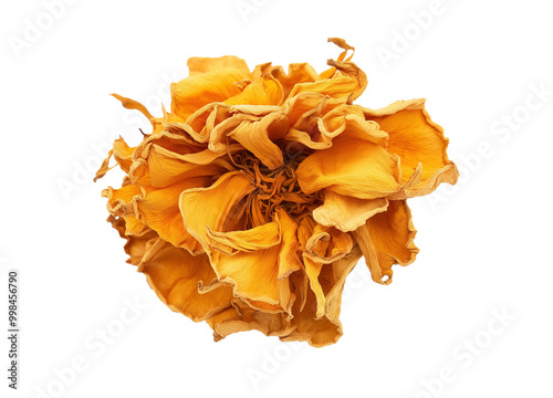 Obraz na płótnie Golden dried marigold flower blossom image isolated transparent. Preserved bloom with crinkled petals cut out photo png. Rustic beauty, natural charm cutout element object photography w salonie