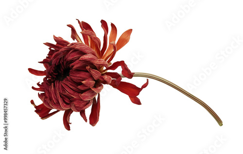 Red dried chrysanthemum flower on long stem image isolated transparent. Rich layered petals cut out photo png. Autumn-inspired botanical decor cutout element object photography