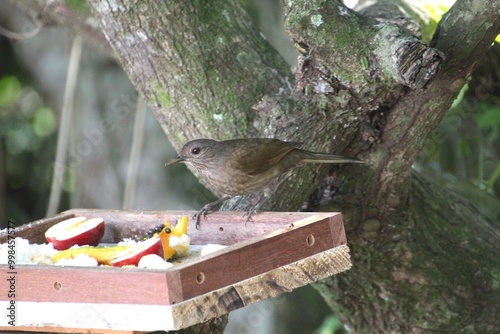 ave sabiá barranco - Turdus leucomelas   photo