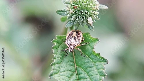 Stink beetles (Halyomorpha halys) are acting on the tops of leaves. photo