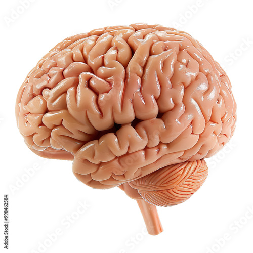 Realistic 3d rendering of a human brain, highlighting the intricate folds and structures of the cerebellum and brainstem photo