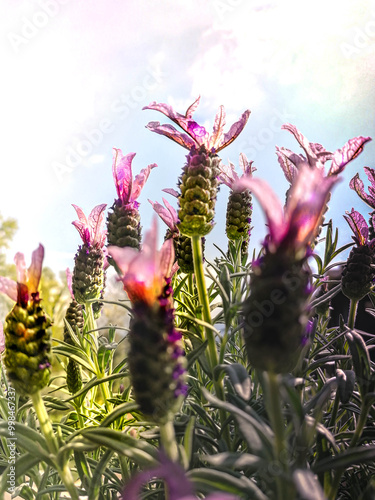 lavande en fleur