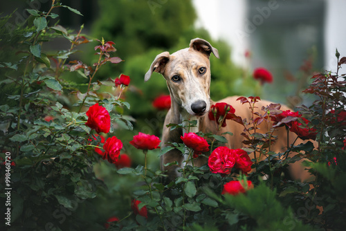 Canvastavla cute young greyhound dog portrait with blooming red roses outdoors
