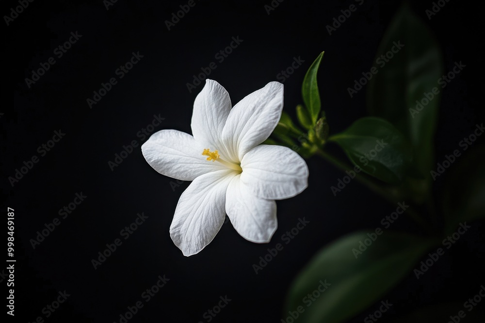 Obraz premium white frangipani flower on black background