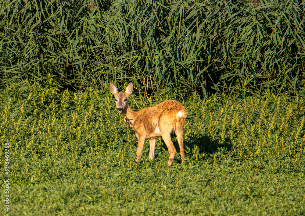 Obraz premium Close-up with a deer in its natural habitat