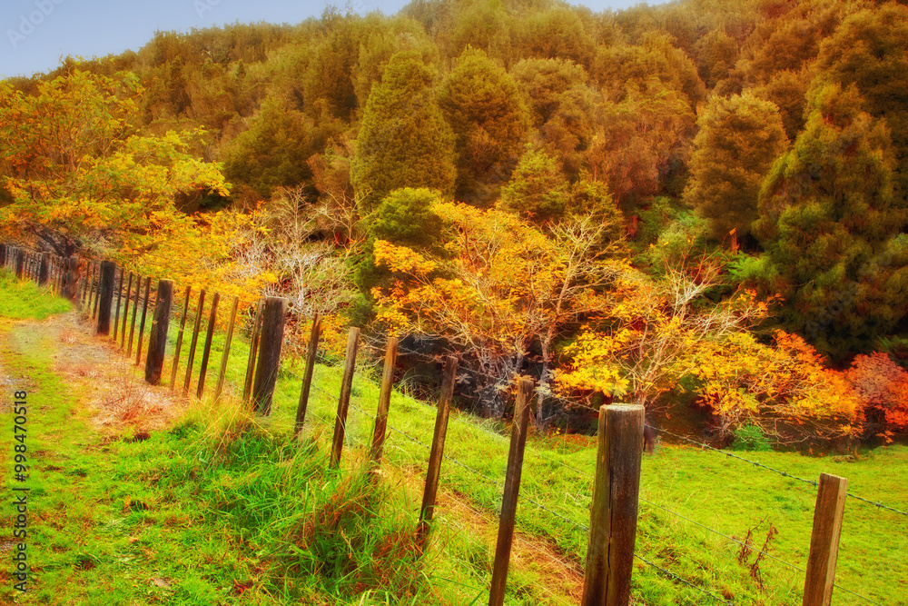 Naklejka premium Trees, fence and countryside with nature, environment and tourism with plants, woods and forest. Empty, autumn and leafs with landscape, ecology and field with conservation, travel and eco friendly