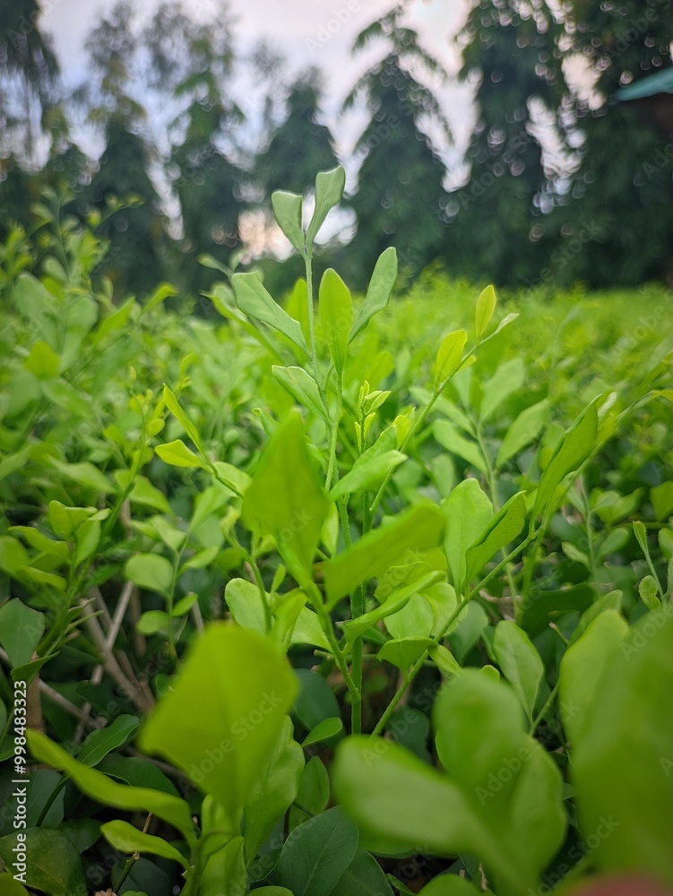 flower in the forest