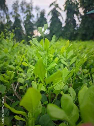 flower in the forest