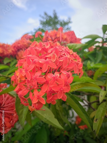red flowers in the garden