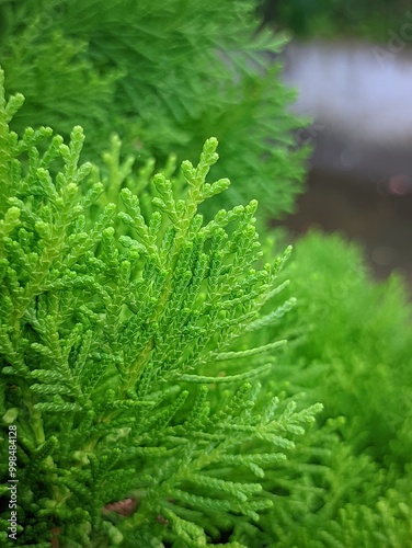 close up of dill