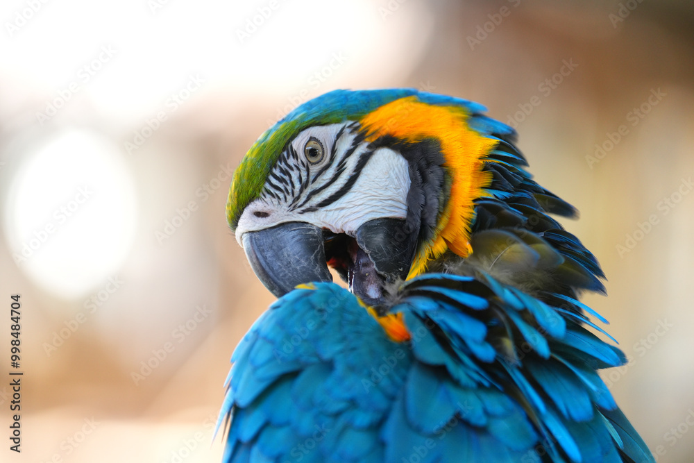 Obraz premium Close up portrait of a colorful parrot