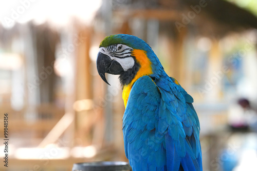 Close up portrait of a colorful parrot photo