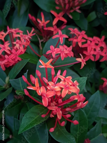 red and white flowers