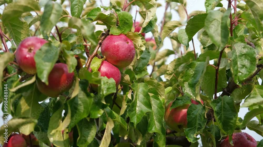 Apple Before Ripe Ripe Apples in the Apple Orchard before Harvesting. Big Red delicious ...