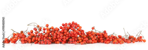 Rowan berries isolated on white background.  Border of ripe Sorbus berries, Ashberries.