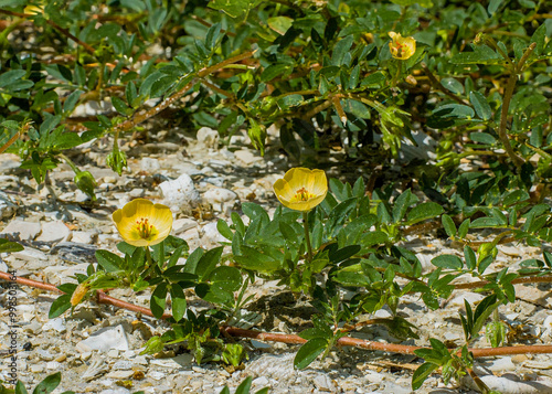 Schilderij op canvas A close-up of the yellow cup-shaped flowers of Big Caltrop, Kallstroemia maxima, as it trails along a coastal habitat