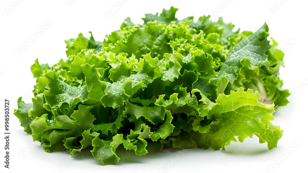 Fresh Green Lettuce Leaves Isolated on White Background Fresh Green Lettuce Leaves Isolated on White Background