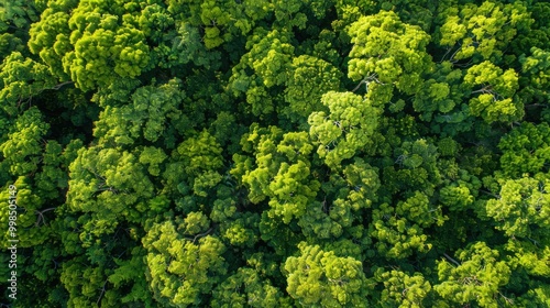 Drone view, tranquil forest canopy, with sunlight filtering through the lush green foliage